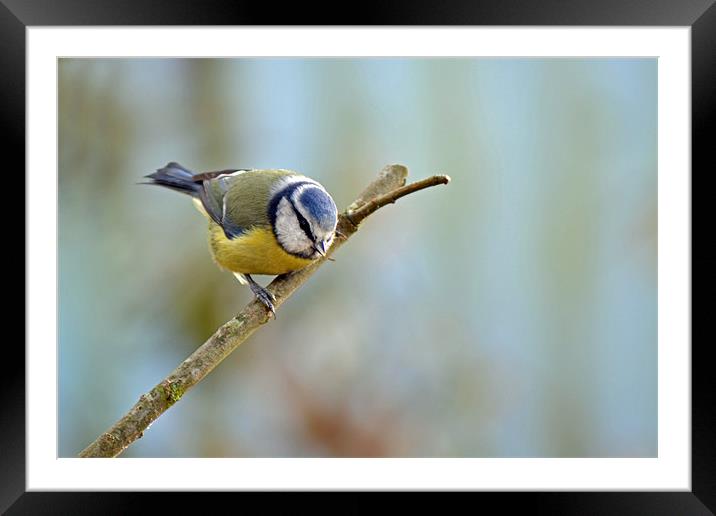Bluetit in winter Framed Mounted Print by Donna Collett