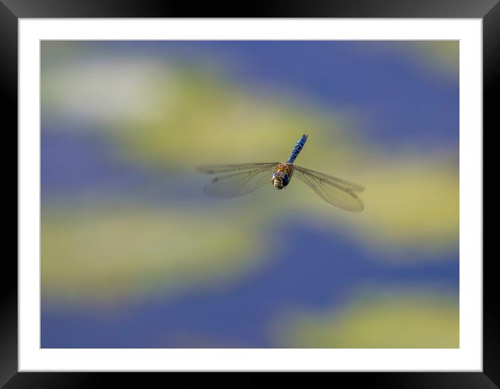 Migrant Hawker in Flight Framed Mounted Print by Kelly Bailey