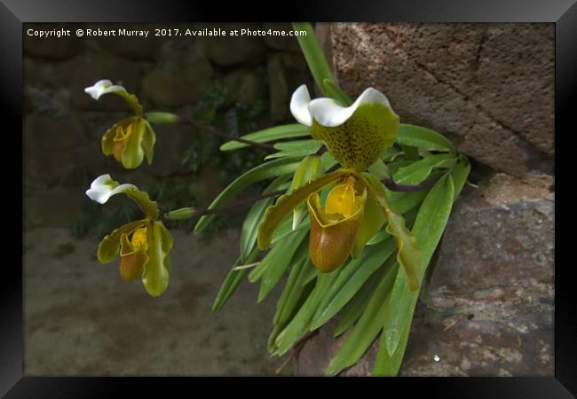Slipper Orchids Framed Print by Robert Murray