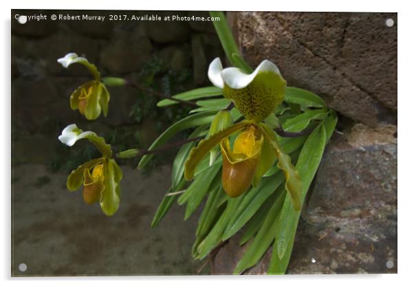Slipper Orchids Acrylic by Robert Murray