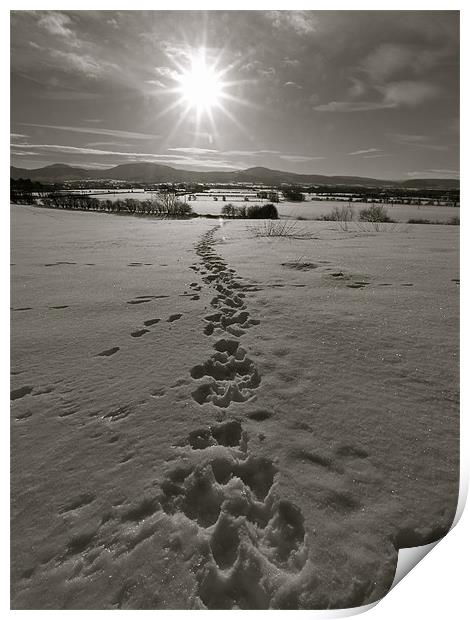 Animal tracks Print by Andrew Bradshaw
