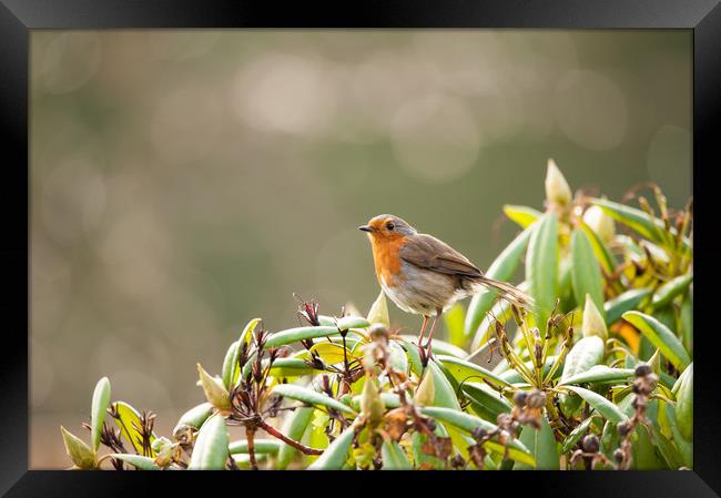 Robin sat on a bush Framed Print by Tom Radford