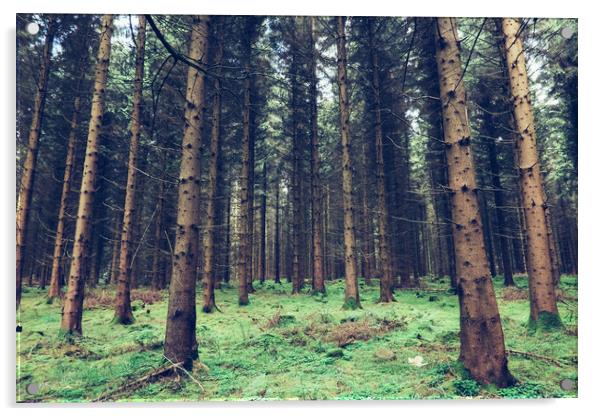 Fir trees in the Forest of Dean Acrylic by Tom Radford