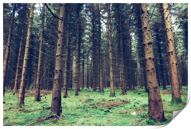 Fir trees in the Forest of Dean Print by Tom Radford