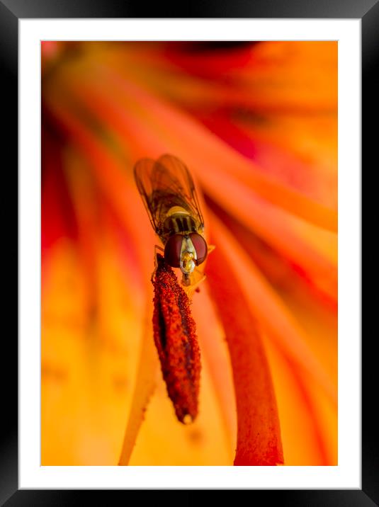 Hover on Stamen Framed Mounted Print by Kelly Bailey