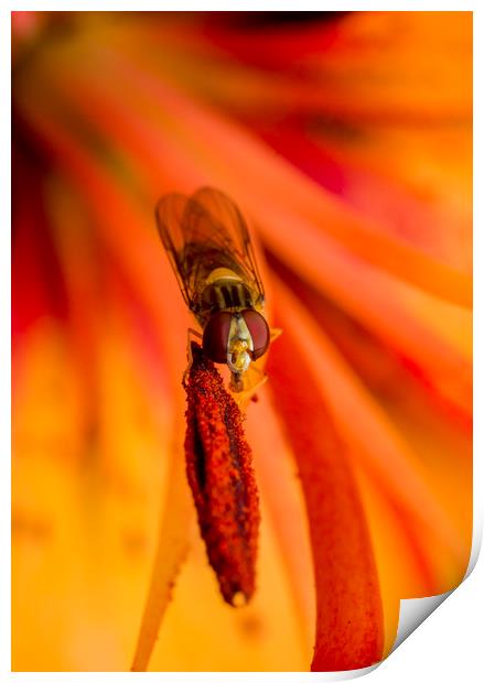 Hover on Stamen Print by Kelly Bailey