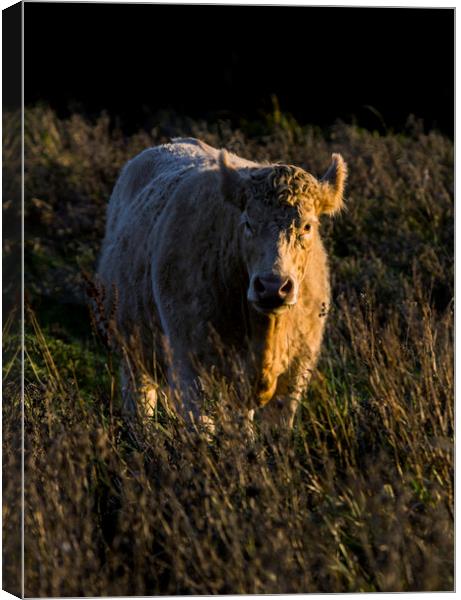 Charolais Cow Canvas Print by Kelly Bailey