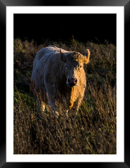 Charolais Cow Framed Mounted Print by Kelly Bailey