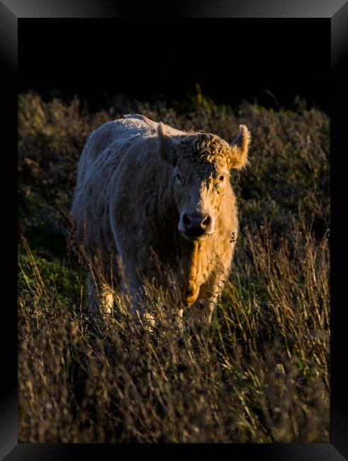 Charolais Cow Framed Print by Kelly Bailey