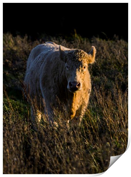 Charolais Cow Print by Kelly Bailey