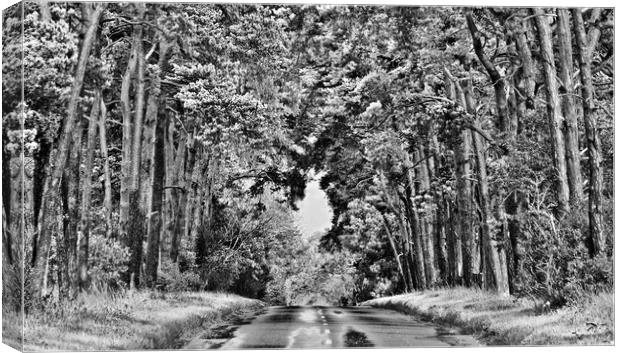Road through the Forest. Canvas Print by Darren Burroughs