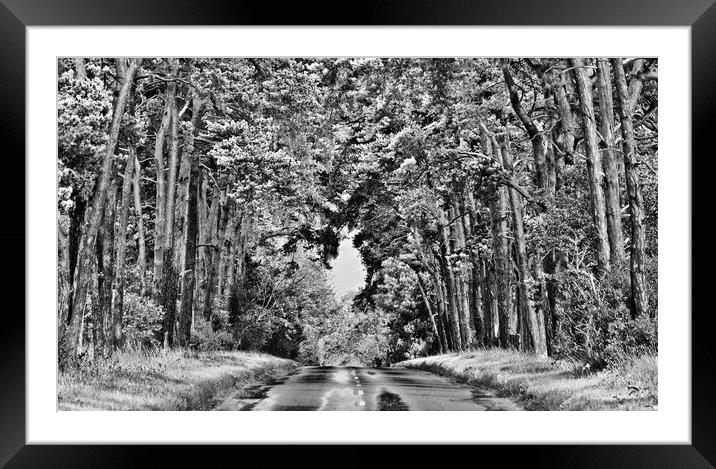 Road through the Forest. Framed Mounted Print by Darren Burroughs