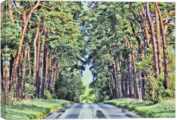 Road through the Forest. Canvas Print by Darren Burroughs