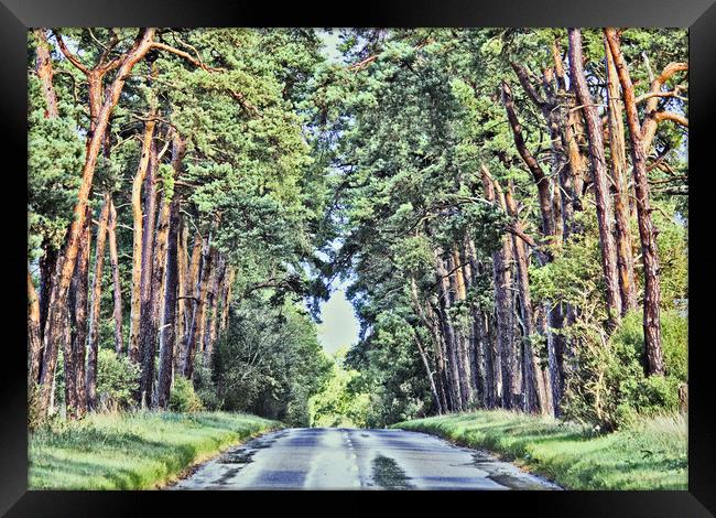 Road through the Forest. Framed Print by Darren Burroughs