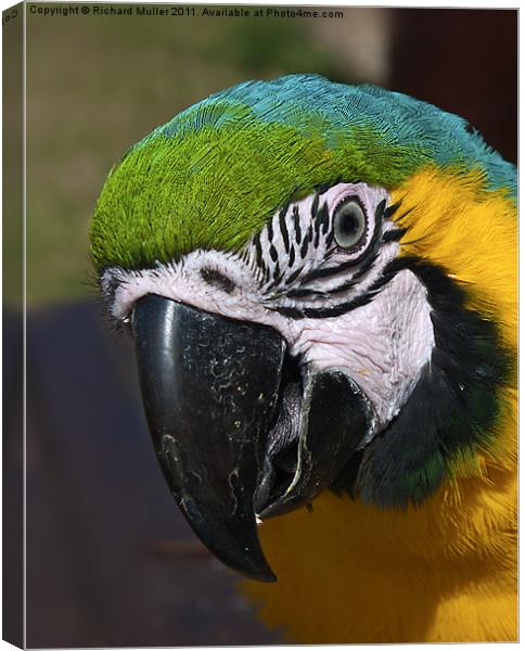 Macaw Canvas Print by Richard Muller
