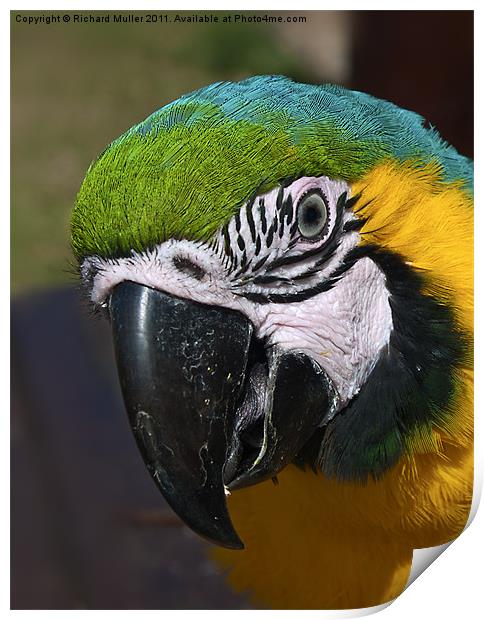 Macaw Print by Richard Muller