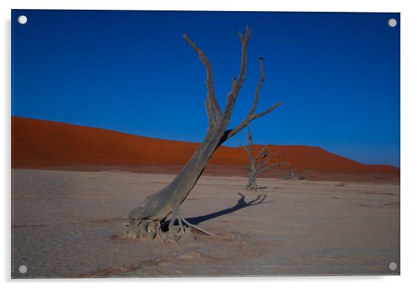 Sand dune at Sossusvlei Acrylic by Hazel Wright