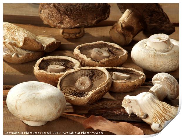 Different types of mushrooms Print by PhotoStock Israel