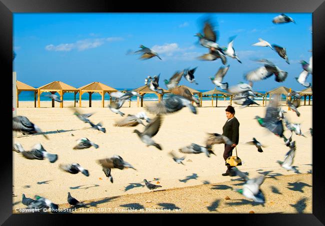 Pigeons on the beach, Tel Aviv, Israel Framed Print by PhotoStock Israel