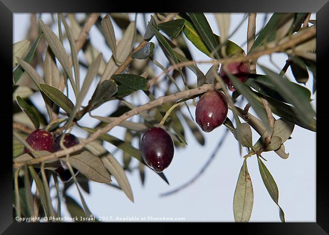 Black Olives on an Olive tree Framed Print by PhotoStock Israel