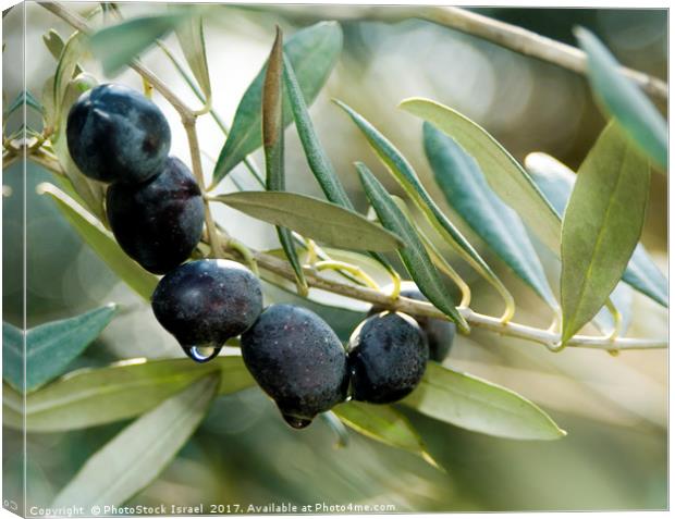 Black Olives on an Olive tree Canvas Print by PhotoStock Israel