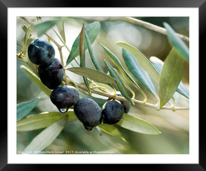 Black Olives on an Olive tree Framed Mounted Print by PhotoStock Israel