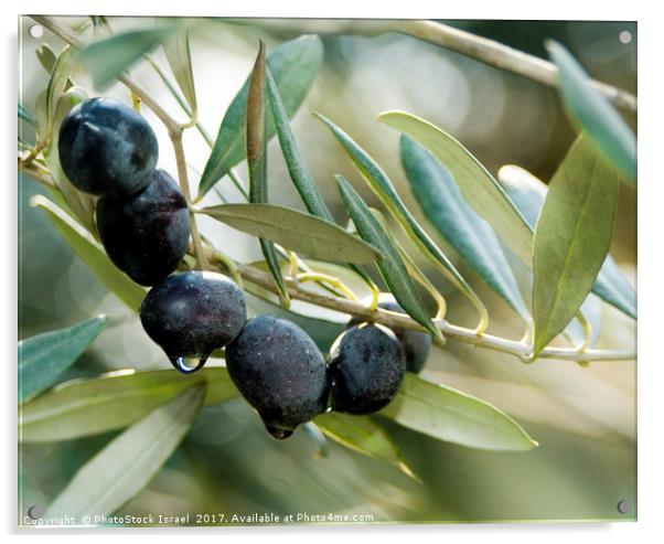 Black Olives on an Olive tree Acrylic by PhotoStock Israel