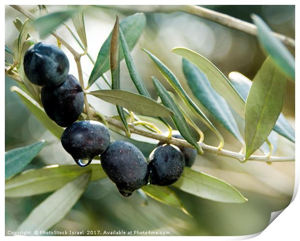 Black Olives on an Olive tree Print by PhotoStock Israel