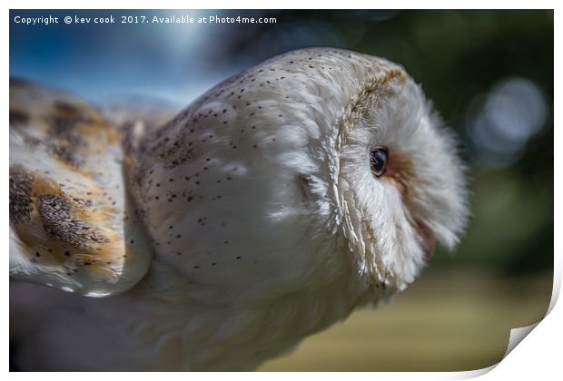 Barn Owl Print by kevin cook