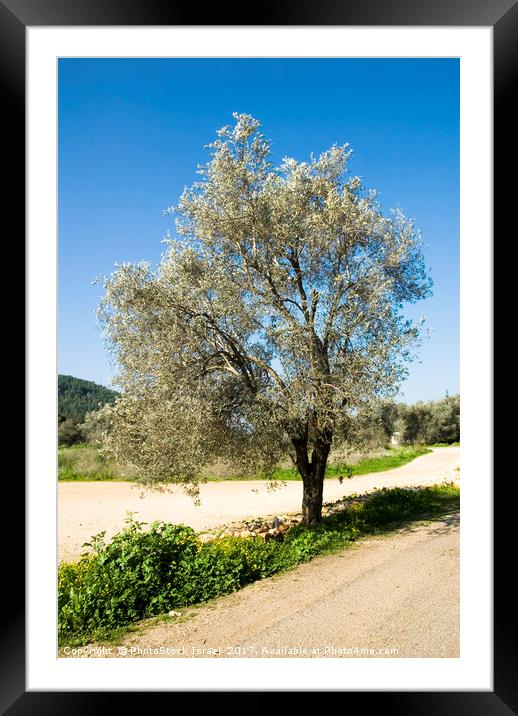 Israel Galilee Olive tree  Framed Mounted Print by PhotoStock Israel