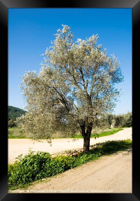 Israel Galilee Olive tree  Framed Print by PhotoStock Israel