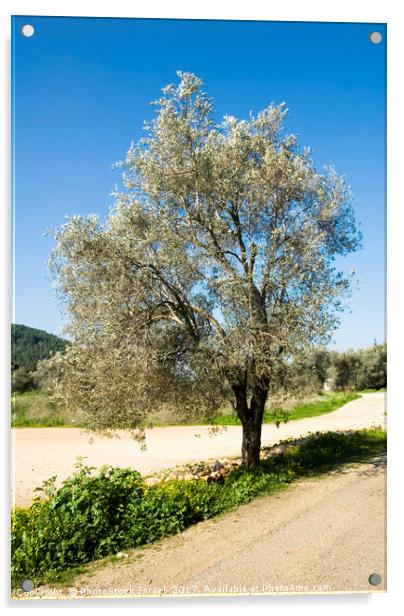Israel Galilee Olive tree  Acrylic by PhotoStock Israel