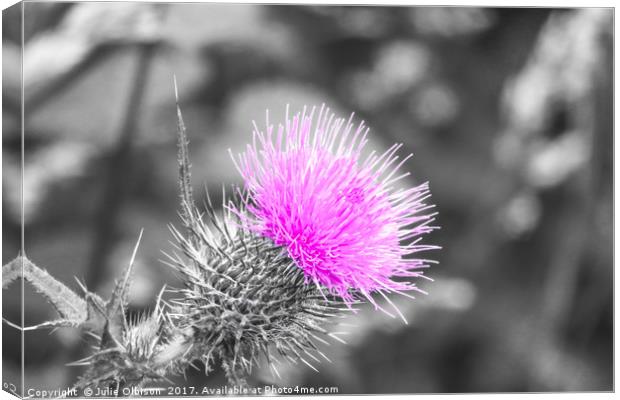 Pink, black and white thistle  Canvas Print by Julie Olbison