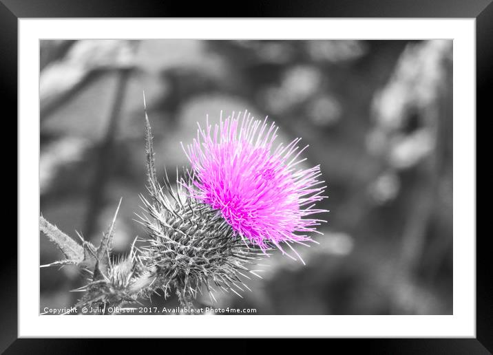 Pink, black and white thistle  Framed Mounted Print by Julie Olbison