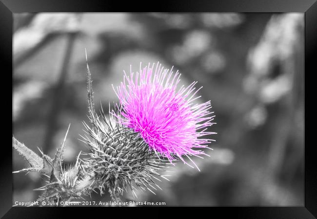 Pink, black and white thistle  Framed Print by Julie Olbison