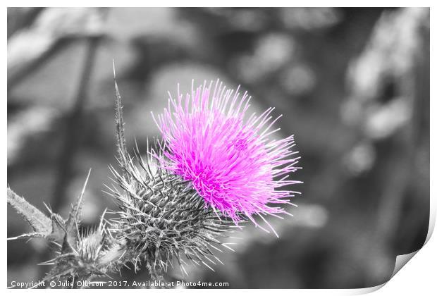 Pink, black and white thistle  Print by Julie Olbison