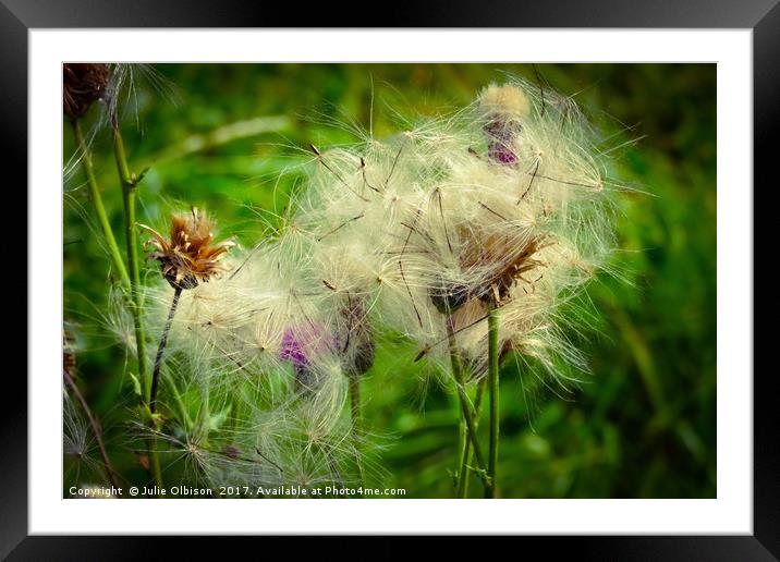 Dandelion seed head blowing in the wind in norfolk Framed Mounted Print by Julie Olbison
