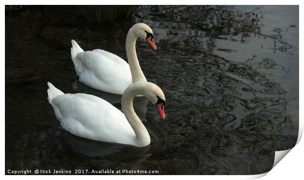 Two Swans on a Lake Print by Nick Jenkins