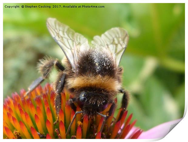 Bumble Bee on Echinacea  Print by Stephen Cocking