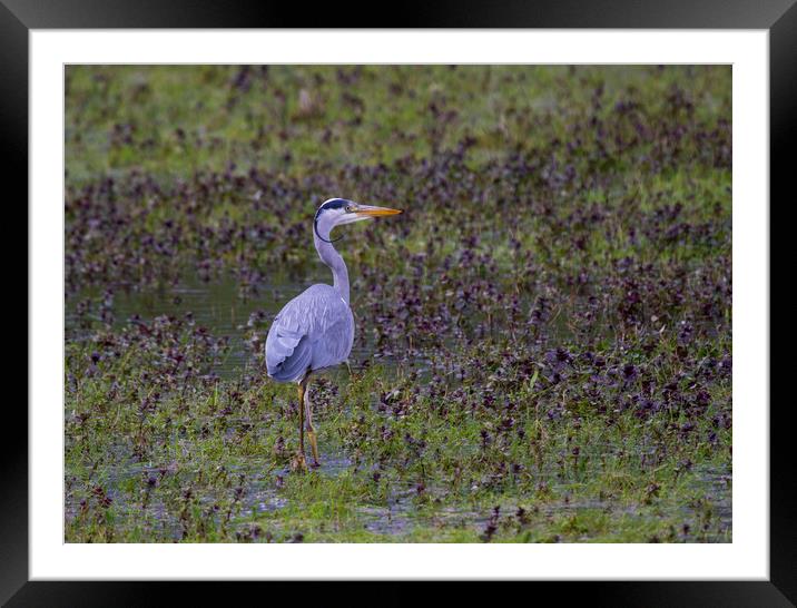 Grey Heron Wading  Framed Mounted Print by Kelly Bailey