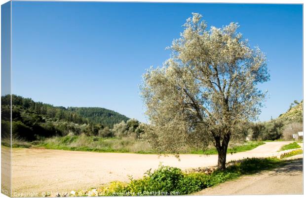 Israel Galilee Olive tree  Canvas Print by PhotoStock Israel