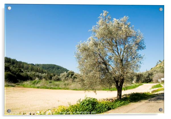Israel Galilee Olive tree  Acrylic by PhotoStock Israel