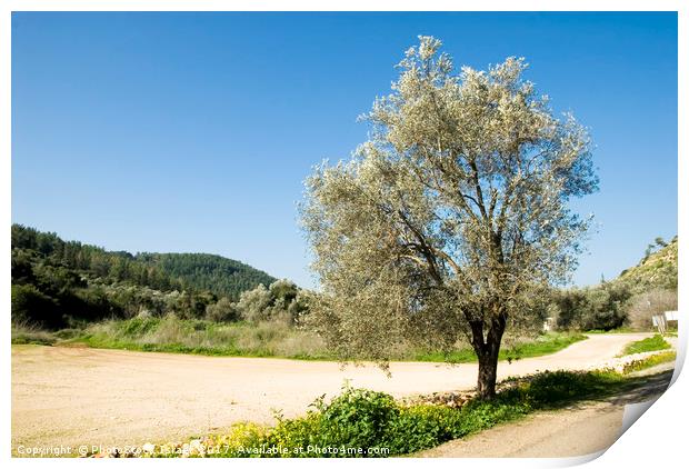 Israel Galilee Olive tree  Print by PhotoStock Israel