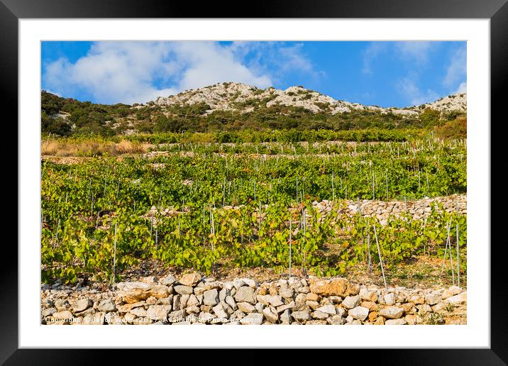 Typical vineyard in Trstenik on the sloping hillsi Framed Mounted Print by Jason Wells