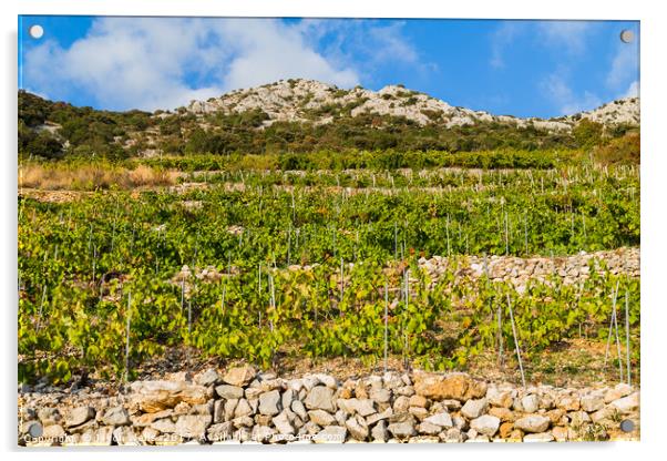 Typical vineyard in Trstenik on the sloping hillsi Acrylic by Jason Wells