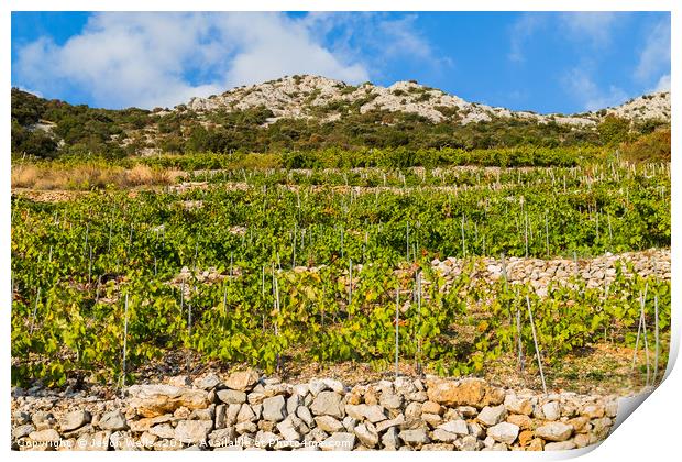 Typical vineyard in Trstenik on the sloping hillsi Print by Jason Wells