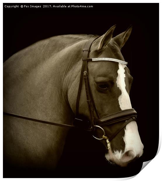 Horse portrait Print by Derrick Fox Lomax