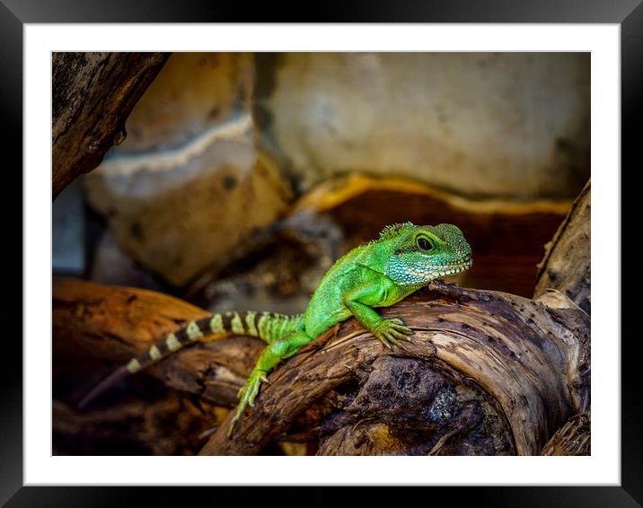 Green Chameleon Framed Mounted Print by Mark Llewellyn