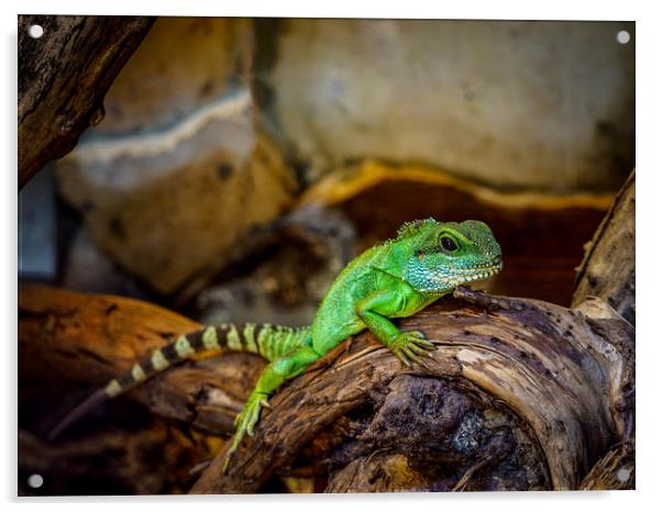 Green Chameleon Acrylic by Mark Llewellyn