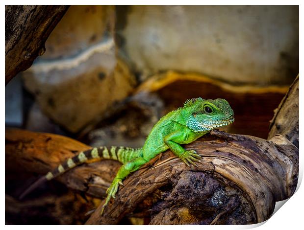 Green Chameleon Print by Mark Llewellyn